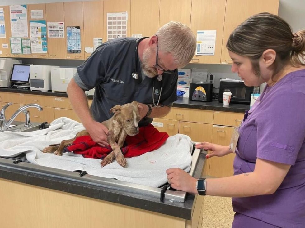 Vet Near Me Havelock, NC Emergency Pet Hospital