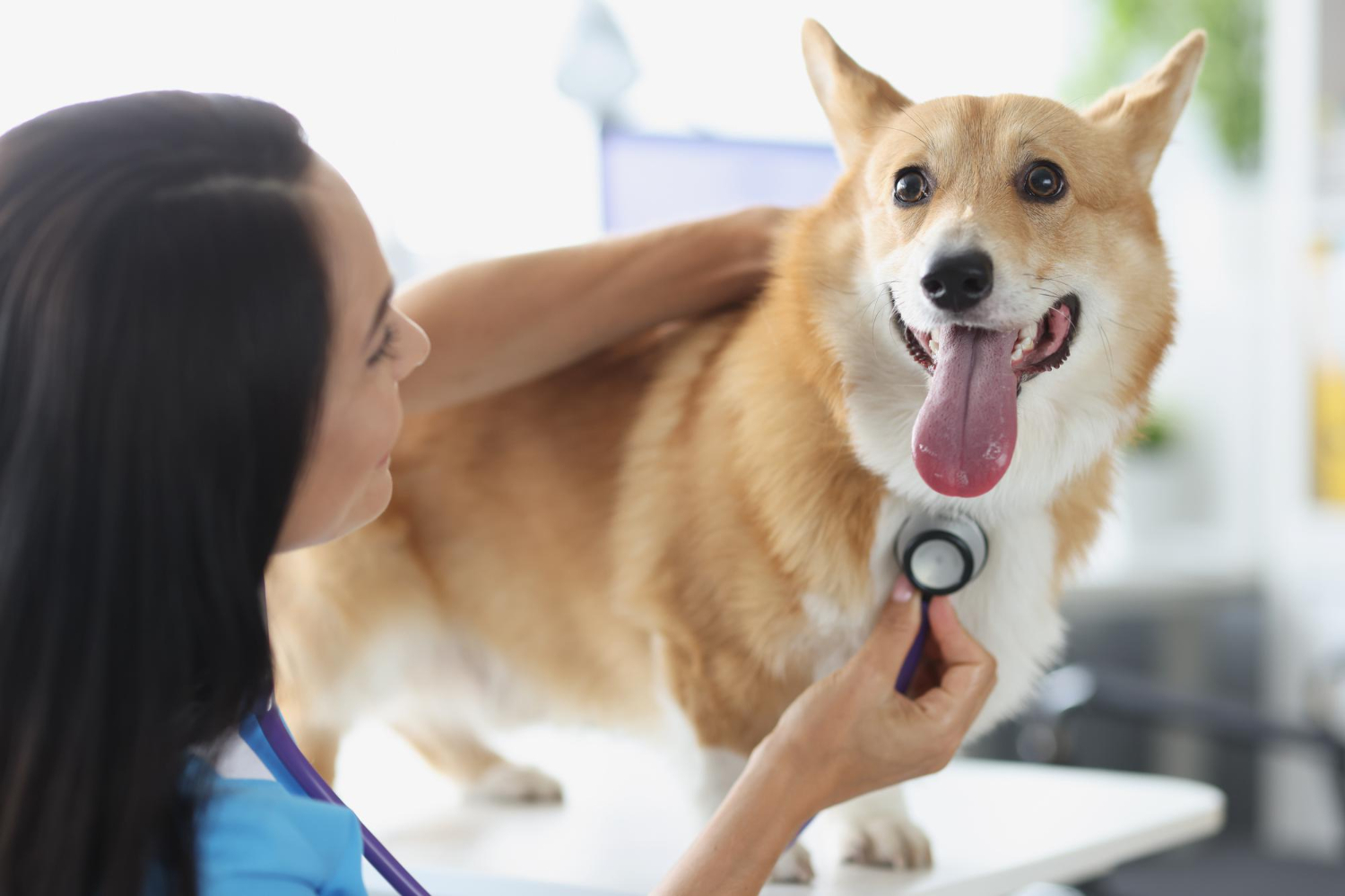 Pet Internal Medicine