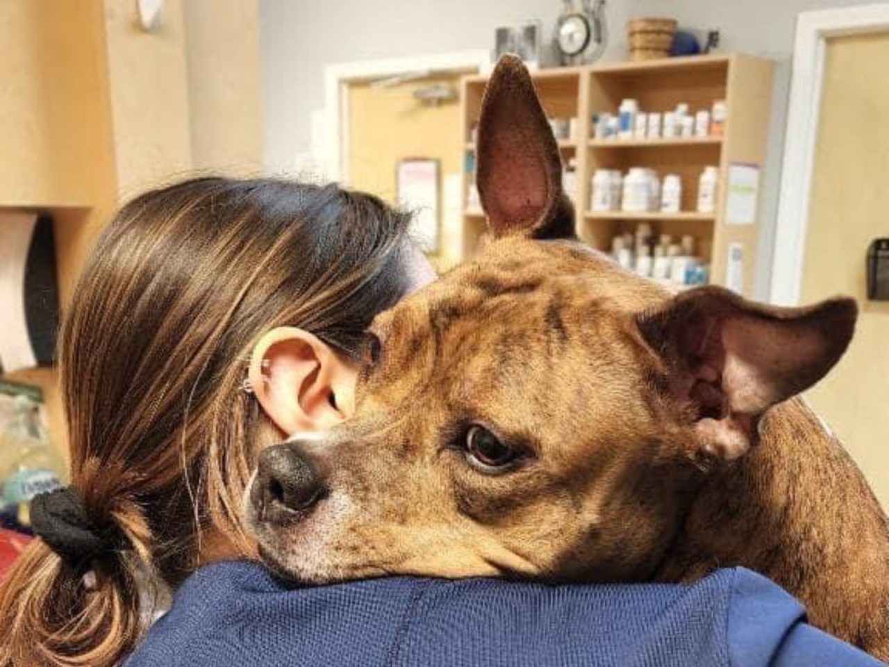 Veterinarian In Havelock, NC 28532 Emergency Pet Hospital Of Craven