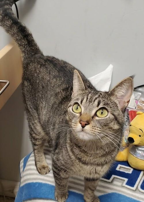 Hospital kitty Sabrina
