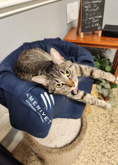 Hospital kitty Sabrina